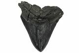 Bargain, Fossil Megalodon Tooth - Repaired #251272-1